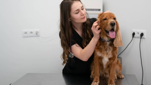 Consultație câine realizată de medic veterinar la Clinica Vet For Pet București