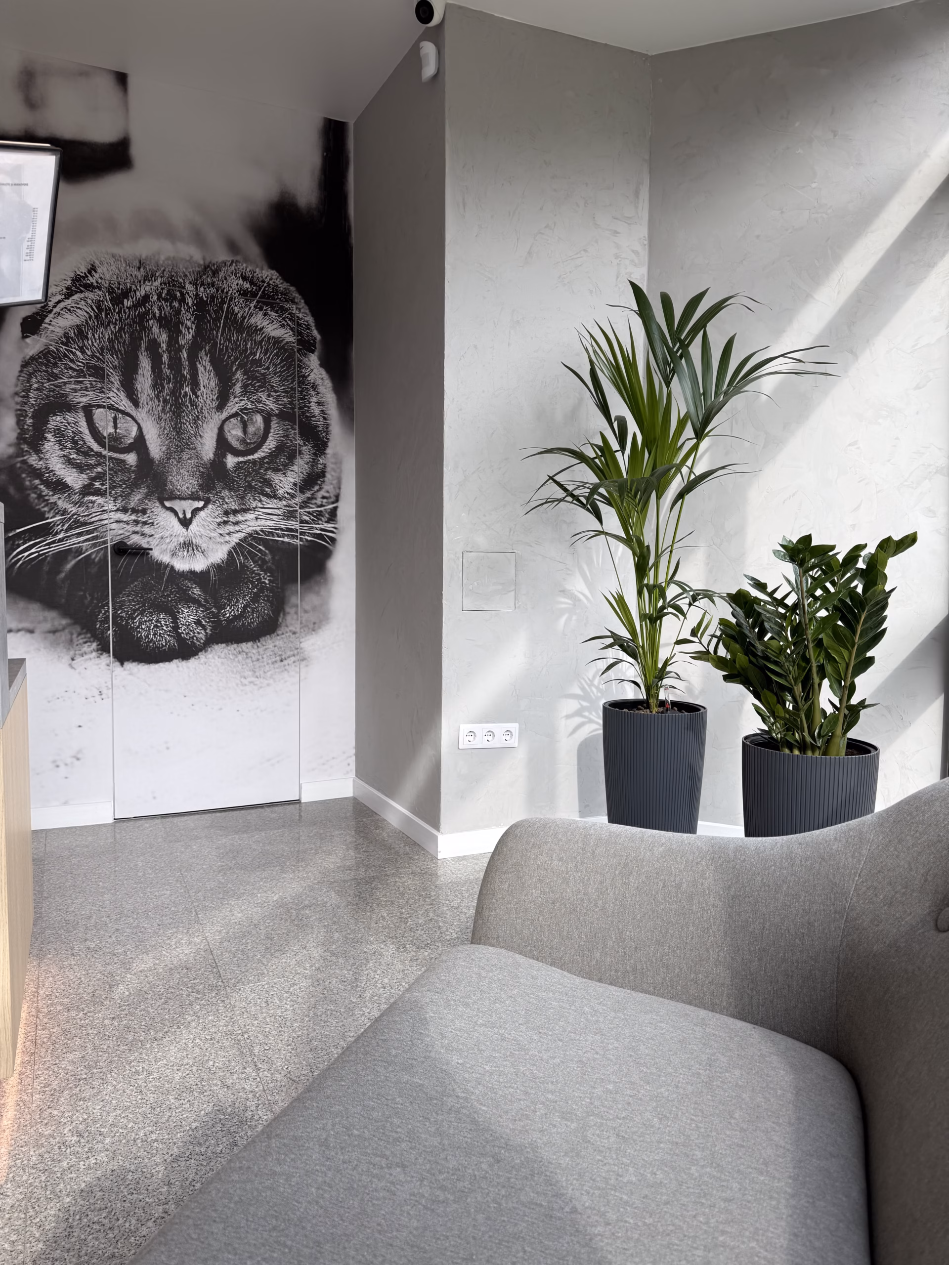 Zona de recepție a Clinicii Veterinare Vet for Pet din București, cu design modern și decor cu pisică