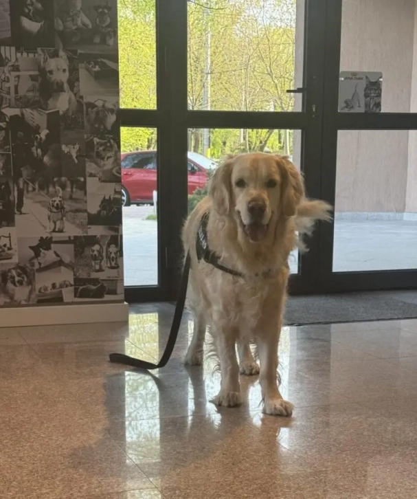 caine golden retriever in sala de asteptare a clinicii veterinare