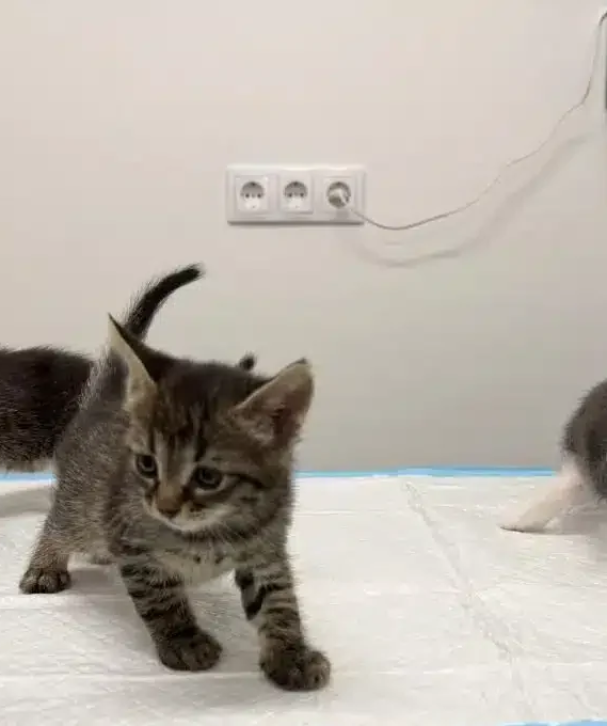 Pisoi găsiți pe stradă în timpul primului consult veterinar la Vet For Pet București