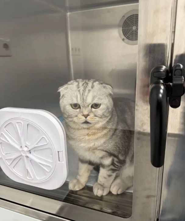 Pisică Scottish Fold internată în compartimentul de spitalizare al clinicii veterinare Vet for Pet