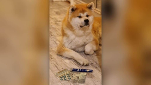 Câine Akita culcat pe podea, cu blistere de medicamente și un tub de calciu cu vitamina D3 în fața labelor
